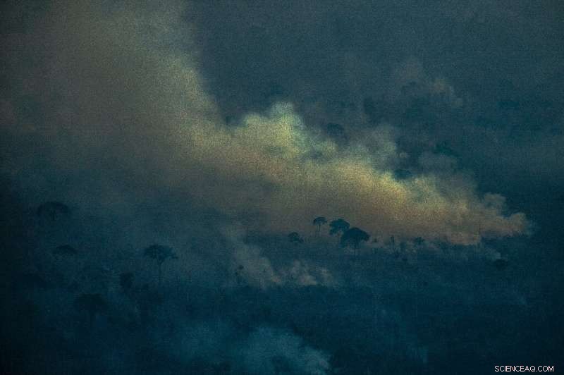 Amazon Rainforest on the Edge: The Urgent Impact of Deforestation and Climate Change