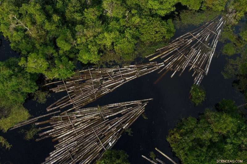 Amazon Rainforest on the Edge: The Urgent Impact of Deforestation and Climate Change