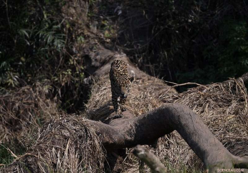 Amazon Rainforest on the Edge: The Urgent Impact of Deforestation and Climate Change