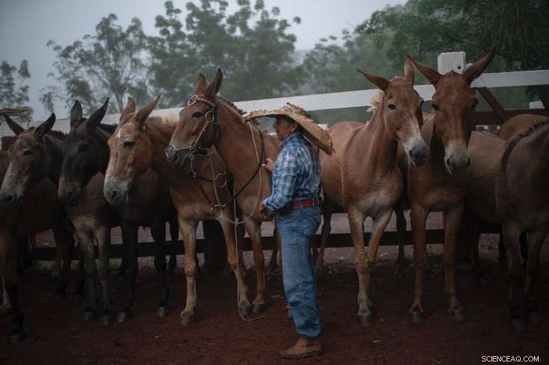 Amazon Rainforest on the Edge: The Urgent Impact of Deforestation and Climate Change