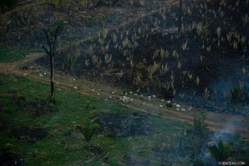 Amazon Rainforest on the Edge: The Urgent Impact of Deforestation and Climate Change