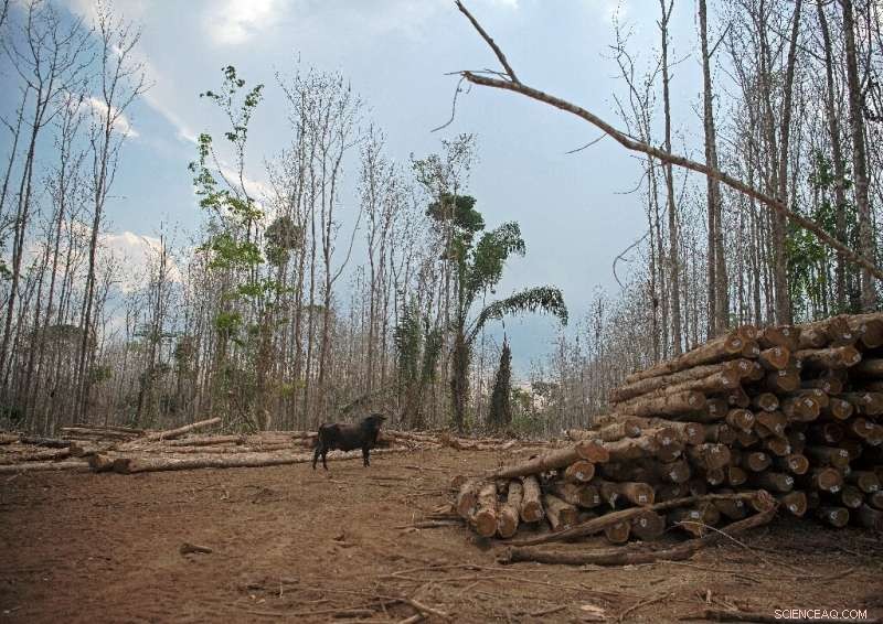 Is the Amazon Heading Toward a Tipping Point?