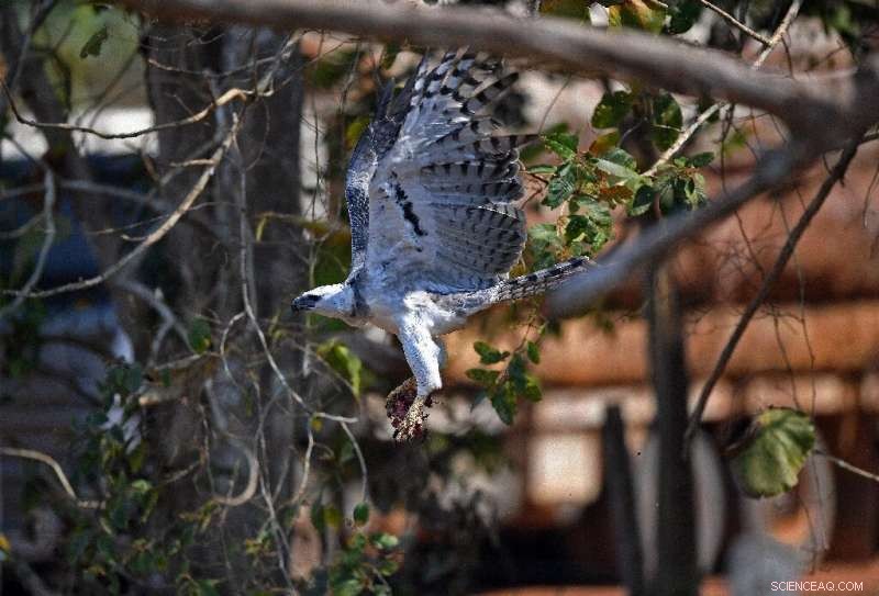 Is the Amazon Heading Toward a Tipping Point?