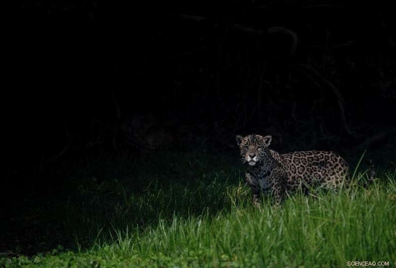 Is the Amazon Heading Toward a Tipping Point?