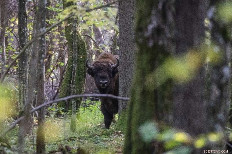 Poland s Białowieża Forest: A Biodiversity Treasure in Conflict with Government Plans