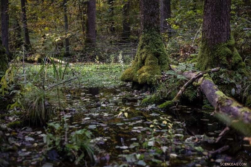 Poland s Białowieża Forest: A Biodiversity Treasure in Conflict with Government Plans