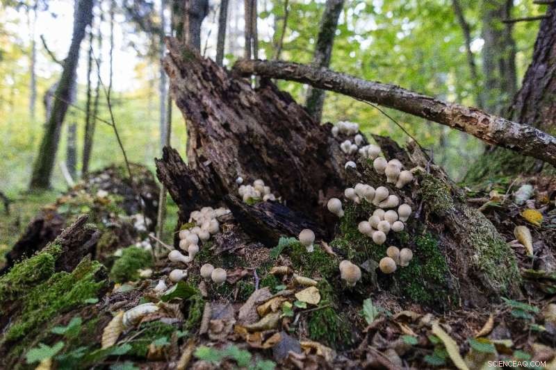 Poland s Białowieża Forest: A Biodiversity Treasure in Conflict with Government Plans