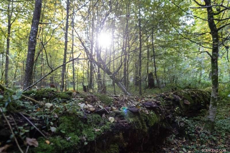 Poland s Białowieża Forest: A Biodiversity Treasure in Conflict with Government Plans