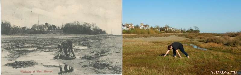 A Century of Coastal Change on Mersea Island: Archaeological Insights