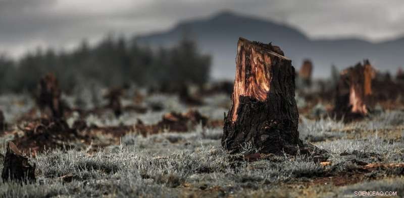 The Critical Role of Deforestation Reduction in Combating Climate Change