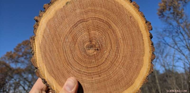 Tree Rings: Unveiling Past Climate Patterns to Predict Future Climate Change
