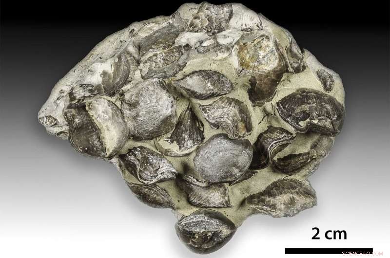 Exploring Earth s First Major Mass Extinction: Insights from Ordovician Fossils