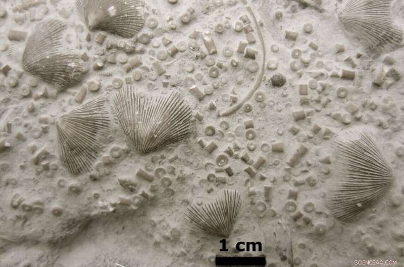 Exploring Earth s First Major Mass Extinction: Insights from Ordovician Fossils
