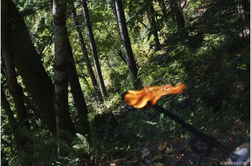 Tribal Fires: Restoring Nature & Communities Through Ancient Fire Practices