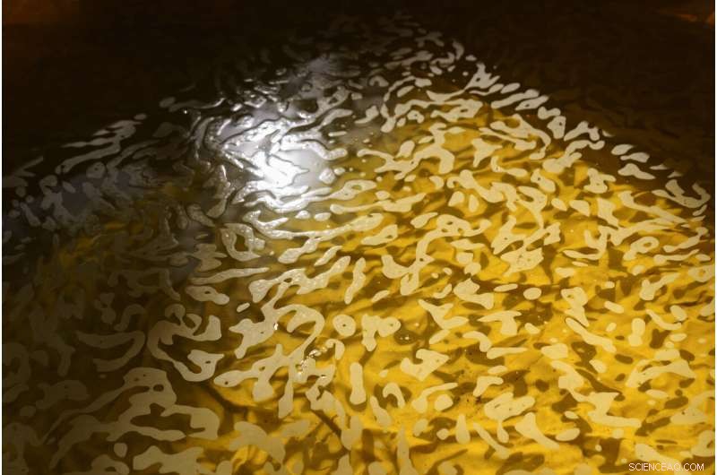 Tribal Fires: Restoring Nature & Communities Through Ancient Fire Practices