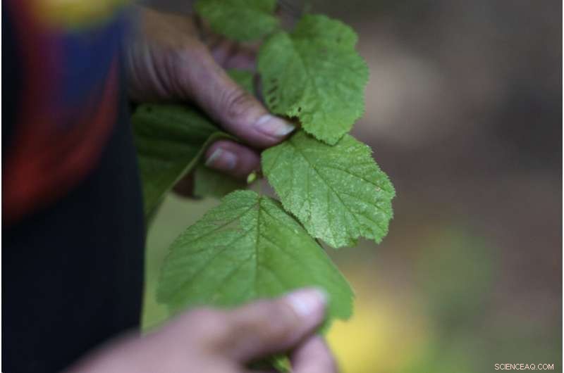 Tribal Fires: Restoring Nature & Communities Through Ancient Fire Practices