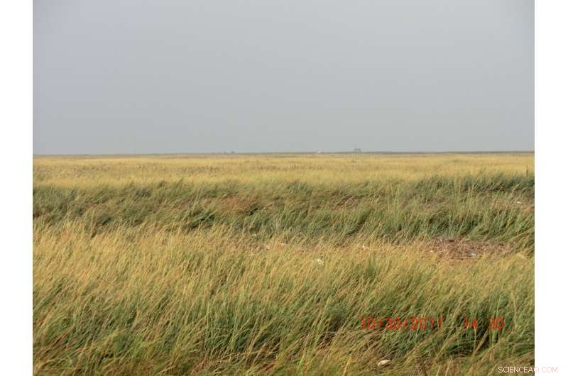 Satellite Images Reveal Success of China’s Coastal Wetland Conservation Efforts