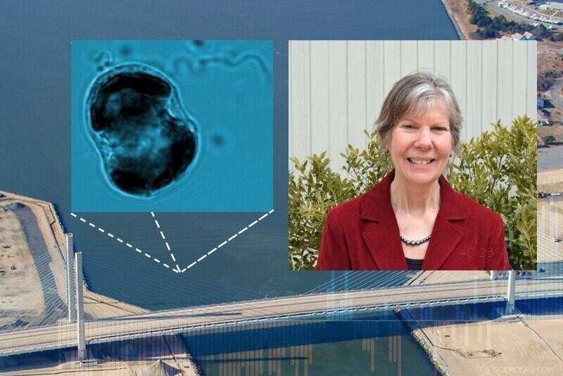 New Study Links Climate Warming to Rising Harmful Algal Bloom Incidence