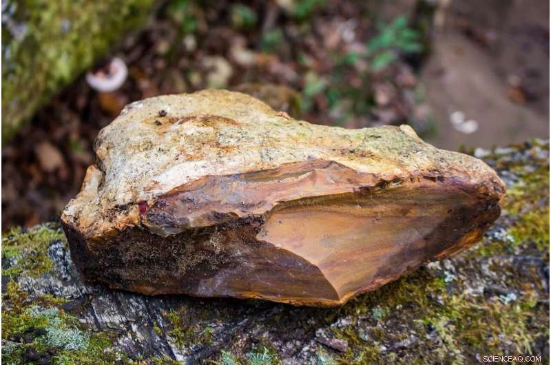 Unquantified Yet Crucial: How Soil Rock Fragments Drive Terrestrial Carbon and Nitrogen Cycles