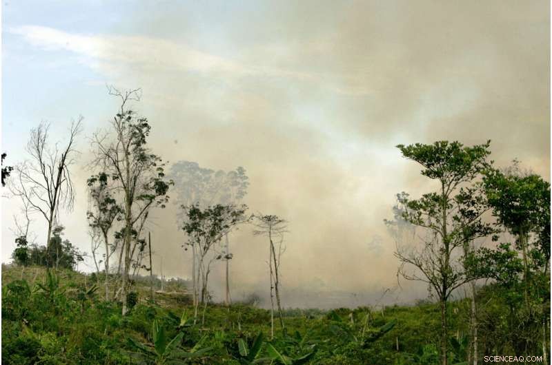 UNESCO‑Protected Forests Turn Net Carbon Emitters: Study Finds 10 Sites Release More CO₂ Than They Absorb