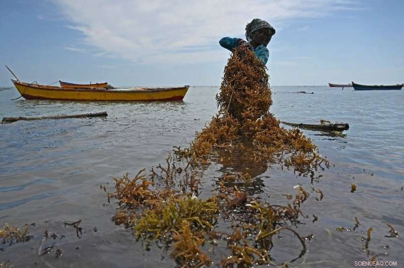 India Leverages Eco-Miracle Seaweed, Women Lead the Charge