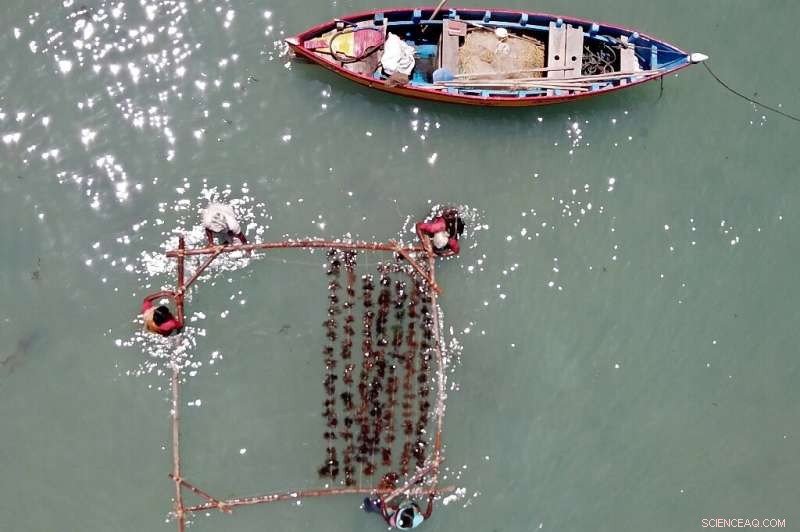 India Leverages Eco-Miracle Seaweed, Women Lead the Charge