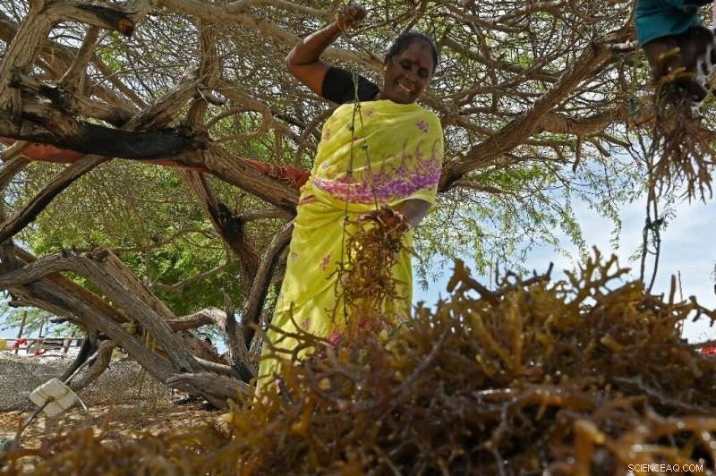 India Leverages Eco-Miracle Seaweed, Women Lead the Charge