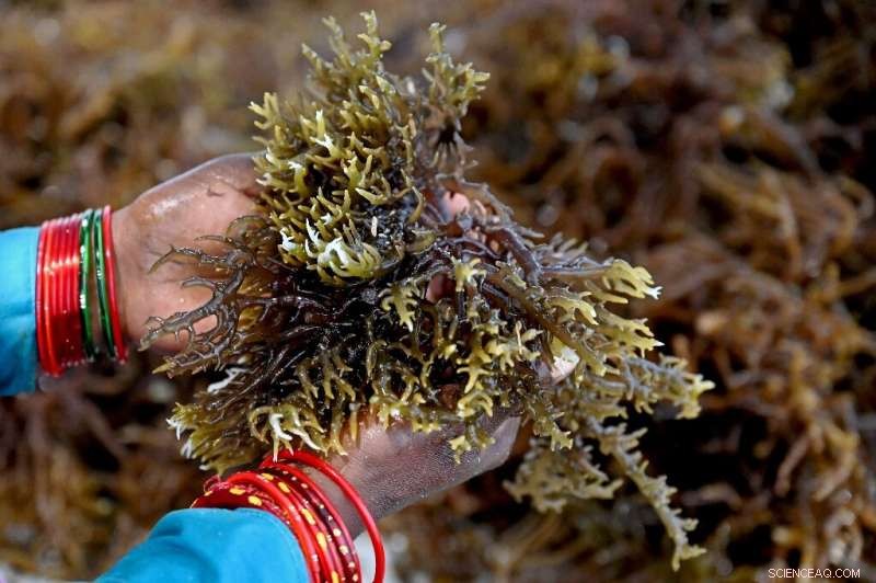 India Leverages Eco-Miracle Seaweed, Women Lead the Charge