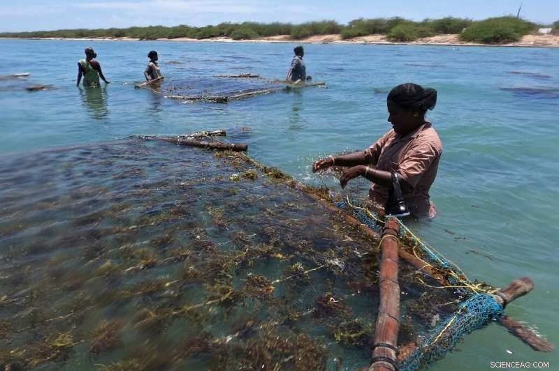 India Leverages Eco-Miracle Seaweed, Women Lead the Charge
