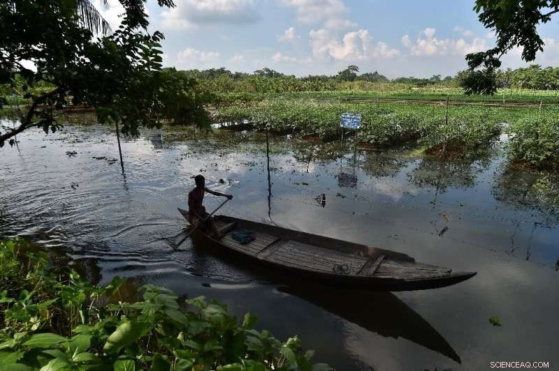 Floating Farms & Salt-Resistant Rice: Bangladesh Innovates to Survive Climate Challenges