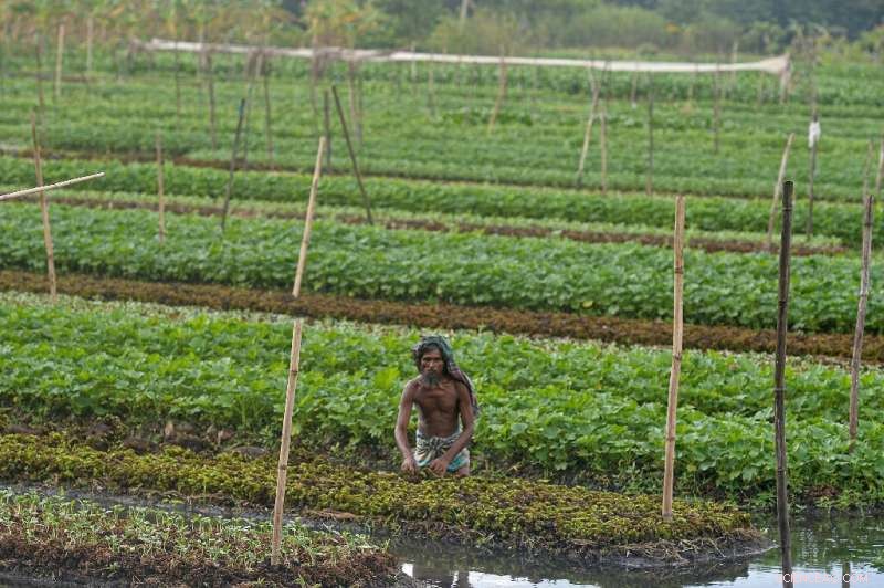 Floating Farms & Salt-Resistant Rice: Bangladesh Innovates to Survive Climate Challenges