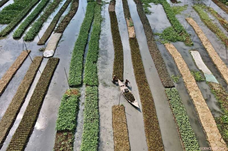 Floating Farms & Salt-Resistant Rice: Bangladesh Innovates to Survive Climate Challenges