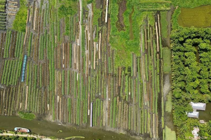 Floating Farms & Salt-Resistant Rice: Bangladesh Innovates to Survive Climate Challenges