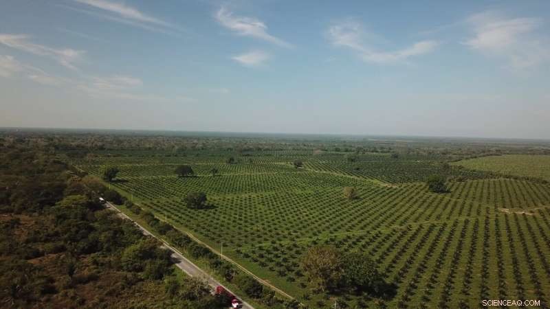 How Policy Sequencing Can Halt Deforestation: Stanford Study Reveals the Critical Timing