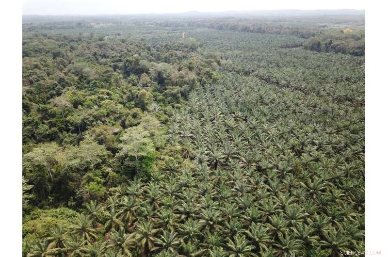 How Policy Sequencing Can Halt Deforestation: Stanford Study Reveals the Critical Timing