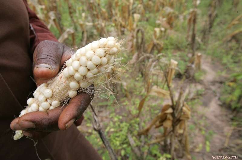 Experts Warn Small Farmers Must Shift Crops as Climate Stress Rises