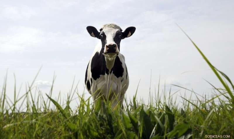 Cattle Methane Emissions: Effective Ways to Reduce Climate Impact
