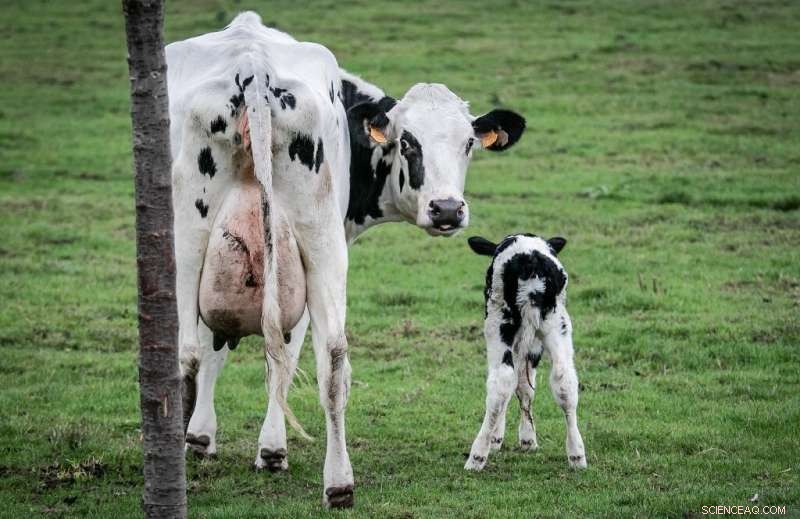 Cattle Methane Emissions: Effective Ways to Reduce Climate Impact