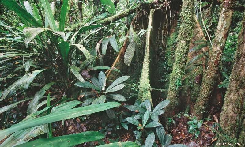 Nature as the Key to Net Zero: How Ecosystems Fight Climate Chaos