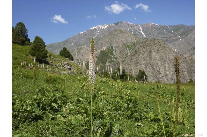 Nature as the Key to Net Zero: How Ecosystems Fight Climate Chaos