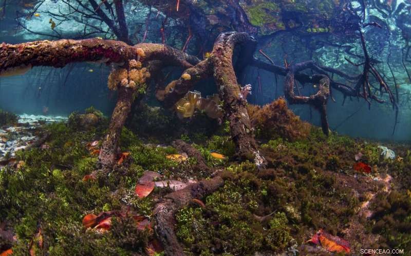 Nature as the Key to Net Zero: How Ecosystems Fight Climate Chaos