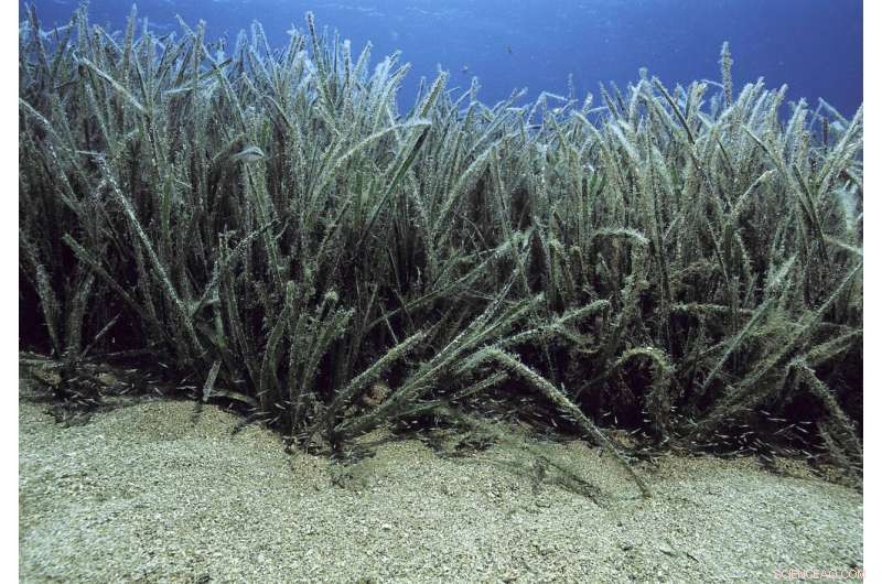 Nature as the Key to Net Zero: How Ecosystems Fight Climate Chaos