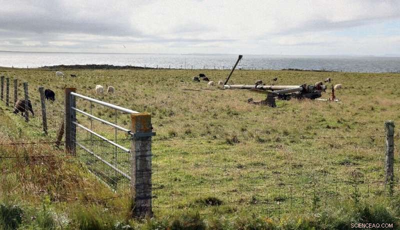 Seaweed‑Feeding Sheep of North Ronaldsay Pave Way to Low‑Methane Farming