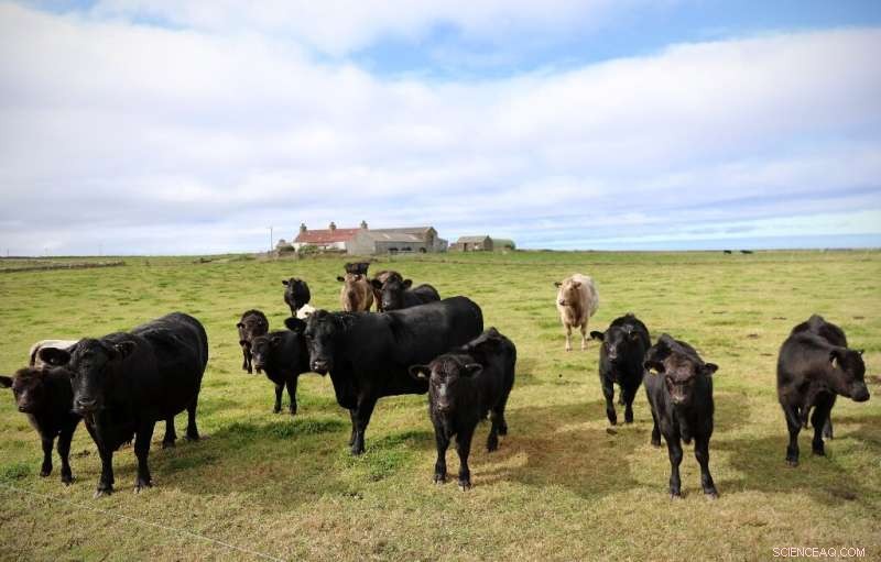 Seaweed‑Feeding Sheep of North Ronaldsay Pave Way to Low‑Methane Farming