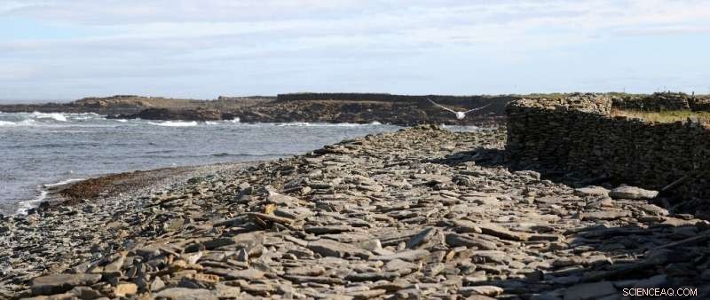 Seaweed‑Feeding Sheep of North Ronaldsay Pave Way to Low‑Methane Farming