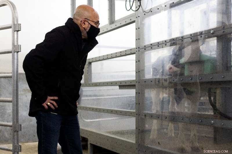 New Zealand Researchers Tackle Livestock Emissions to Cut Global Greenhouse Gases