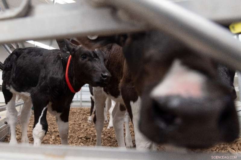 New Zealand Researchers Tackle Livestock Emissions to Cut Global Greenhouse Gases