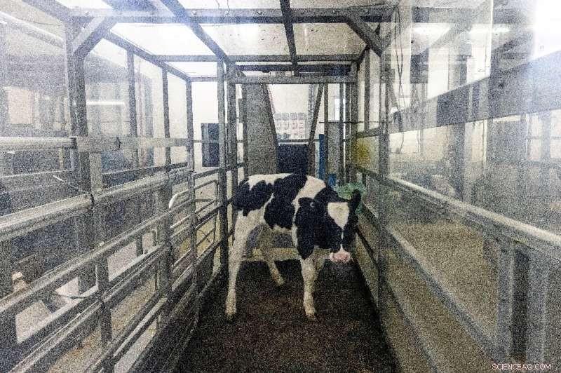 New Zealand Researchers Tackle Livestock Emissions to Cut Global Greenhouse Gases