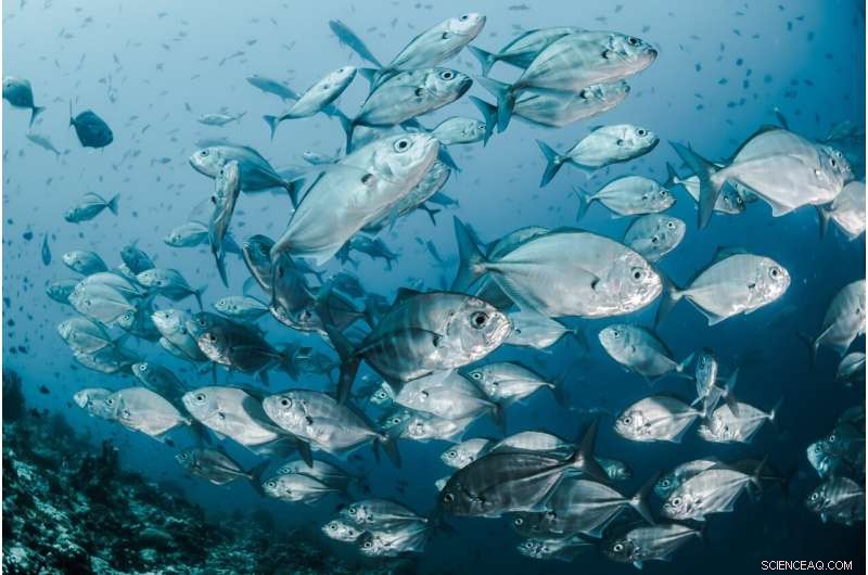 Fish Consumption Remains Safe Despite Early Mercury Concerns