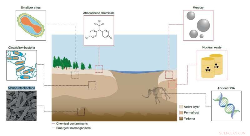 Permafrost Thaw May Release Harmful Bacteria and Viruses